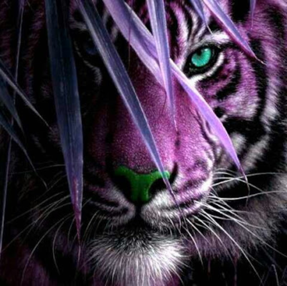 Meet your Posher, Nic